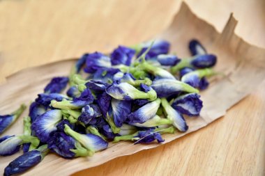 Bezelye çiçekler, Clitoria ternatea, mavi kelebek. Asya pigeonwings (Clitoria ternatea) kelebek bezelye suyu için hazırlamak.