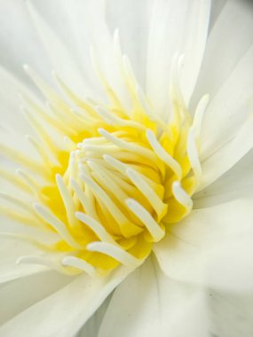 Güzel beyaz lotus veya nilüfer gölet.