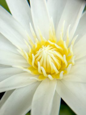 Güzel beyaz lotus veya nilüfer gölet.