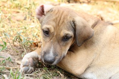 Yerde yatan sevimli köpeğe yakın dur.