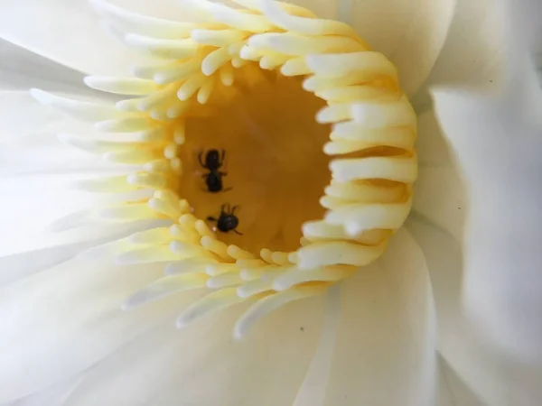 Крупный План Красивый Водянистый Цветок Лотоса Пруду — стоковое фото