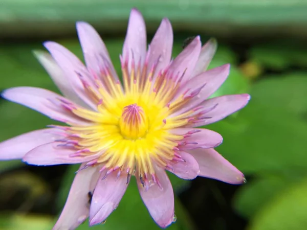 Close Beautiful Waterlily Lotus Flower Pond — Stock Photo, Image