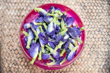 Bezelye çiçekler, Clitoria ternatea, mavi kelebek. Asya pigeonwings (Clitoria ternatea) kelebek bezelye suyu için hazırlamak.