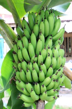 Organik tarım, Kuzey Tayland büyüyen bir grup ile muz ağacı. Dünyadaki ünlü tropikal meyve biridir. Muz, olgun ekili muz.