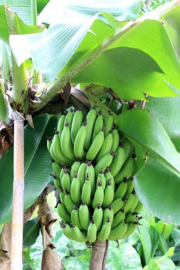 Organik tarım, Kuzey Tayland büyüyen bir grup ile muz ağacı. Dünyadaki ünlü tropikal meyve biridir. Muz, olgun ekili muz.