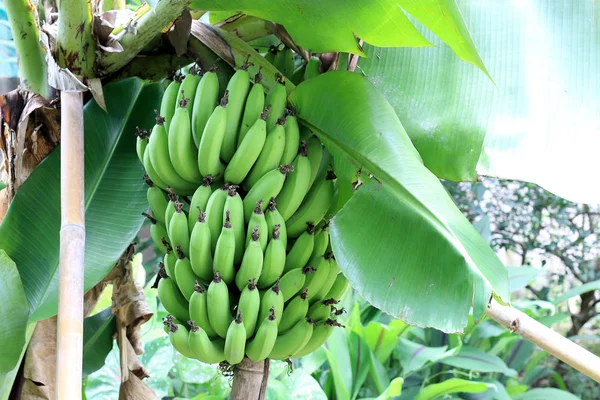 Árbol de plátano con un montón de cultivo en la granja orgánica, en el norte de Tailandia. La de las famosas frutas tropicales del mundo. Plátanos, plátano maduro cultivado . — Foto de Stock