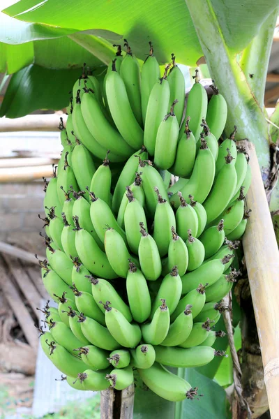 Albero di banane con un mazzo che cresce in fattoria biologica, nel nord della Thailandia. Quello dei famosi frutti tropicali del mondo. Banane, banane mature coltivate . — Foto Stock