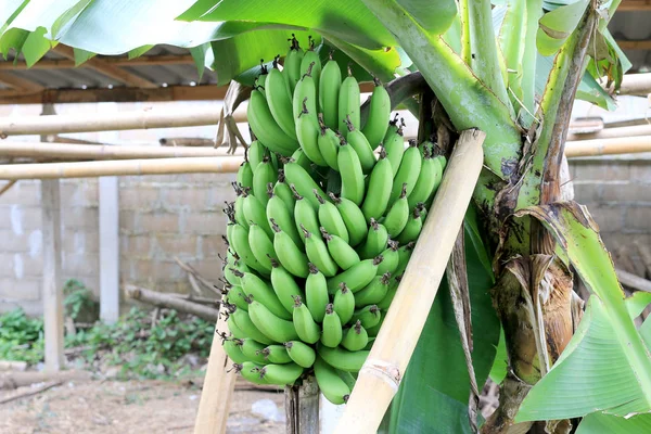 Albero Banane Con Mazzo Che Cresce Fattoria Biologica Nel Nord — Foto Stock