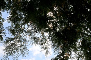 Doğa arka planda yaz yaprakları ağaçların arasından parlayan güneş ışınları.