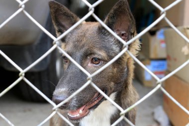 Tay köpek hapishanede, üzgün görünümlü köpek kafesine köpekler için yatılı ev tel üzerinden seyir çit arkasında.