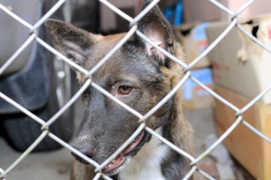 Tay köpek hapishanede, üzgün görünümlü köpek kafesine köpekler için yatılı ev tel üzerinden seyir çit arkasında.