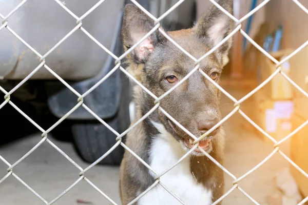 Thai dog  in the jail, Sad looking dog behind the fence looking out through the wire of his cage, Boarding home for dogs.