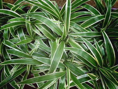 yakın çekim karşı yeşil yapraklar