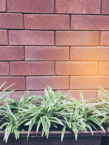 Feuilles Vertes Sur Fond Vieux Mur Briques Orange — Photo