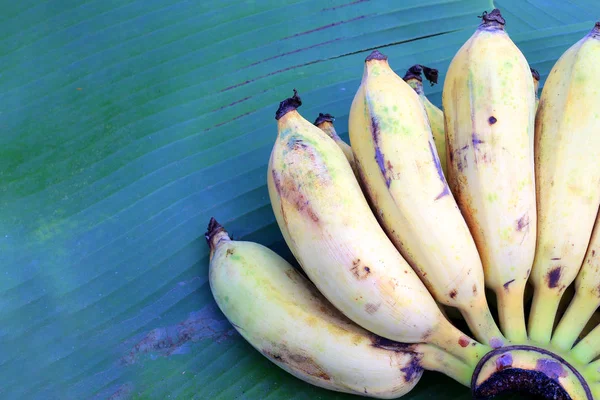 Banane Biologiche Foglia Banana Azienda All Aperto Sera — Foto Stock