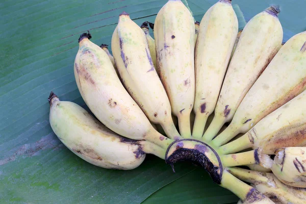 Banane Biologiche Foglia Banana Azienda All Aperto Sera — Foto Stock