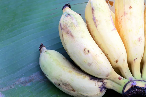Banane Biologiche Foglia Banana Azienda All Aperto Sera — Foto Stock