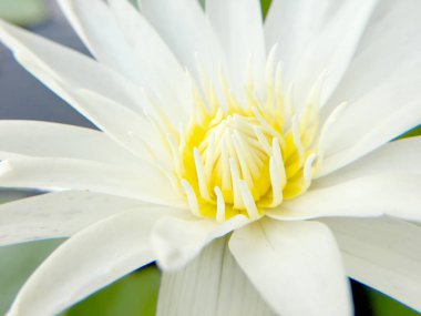 su birikintisi içinde çiçek açan lotus beyaz, atış kapatın.