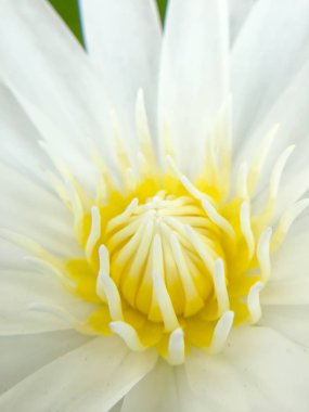 su birikintisi içinde çiçek açan lotus beyaz, atış kapatın.