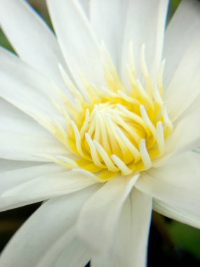 Güzel beyaz lotus veya nilüfer gölet.