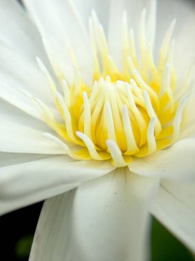 Güzel beyaz lotus veya nilüfer gölet.