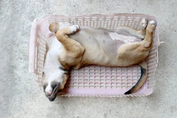 Little Puppy Dog Sleeping Old Pink Basket Cement Floor — Stock Photo, Image