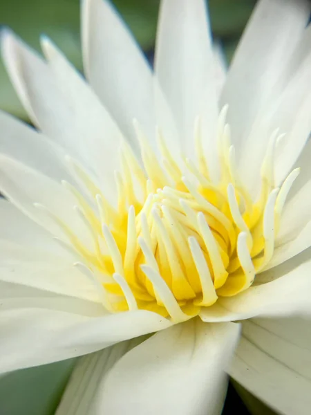 Güzel Beyaz Lotus Veya Nilüfer Gölet — Stok fotoğraf
