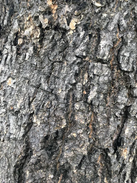 Stary Naturalne Drewniane Shabby Kora Tle Drzewa Tekstura — Zdjęcie stockowe
