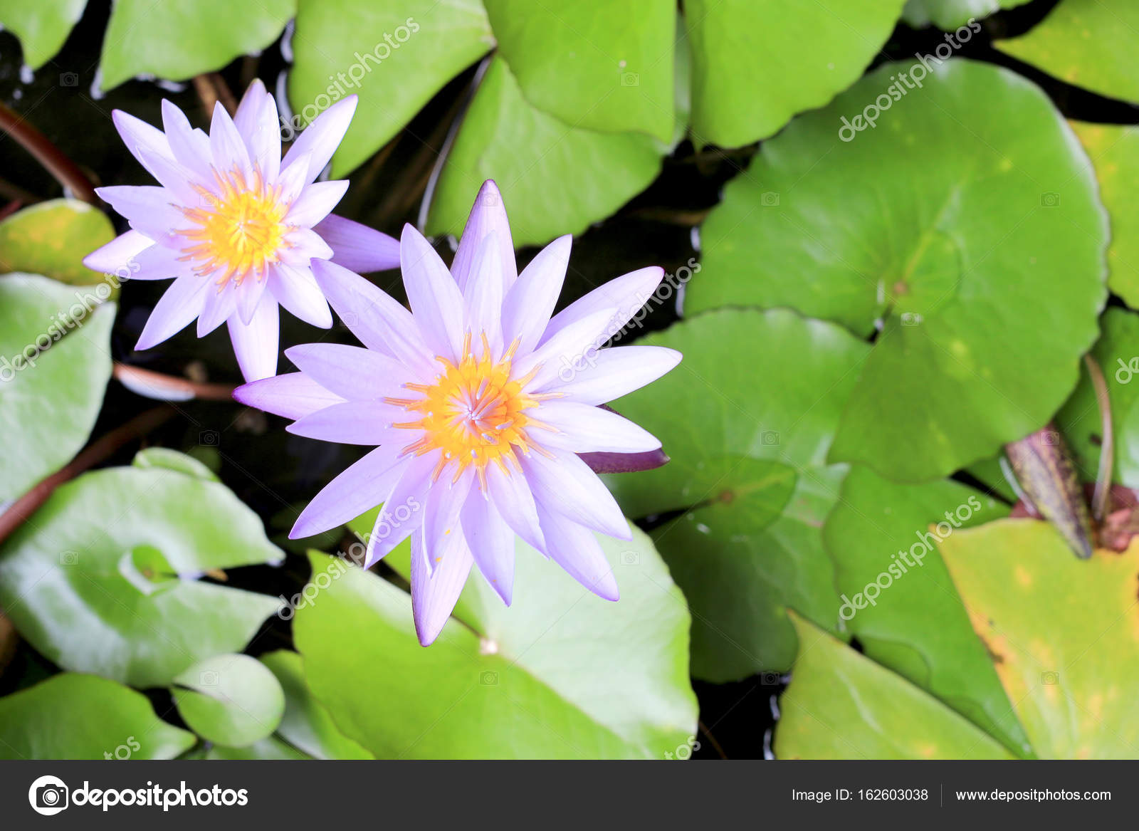 Schöne Lotusblume Teich Ist Das Symbol Des Buddha Thailand — Stockfoto
