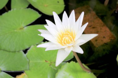 Havuzda güzel lotus çiçeği Buda, Tayland sembolüdür.