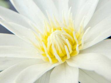 su birikintisi içinde çiçek açan lotus beyaz, atış kapatın.