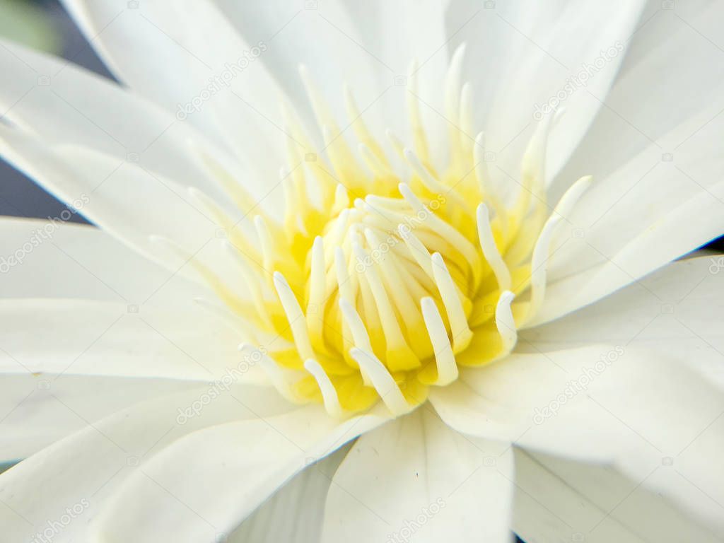 white lotus blooming in pond, close up shot.