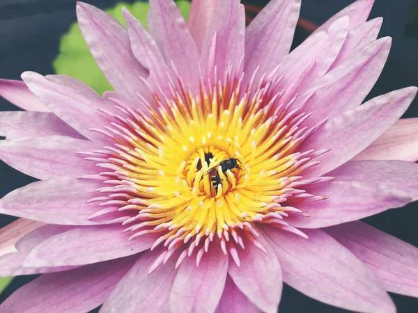 Honungsbiet samlar pollen visar dess pollen korgar och flyger iväg på lotusblomma i dammen. Mättade färger och livfulla Detaljer gör detta till en nästan surrealistisk bild, vintage tonen. — Stockfoto