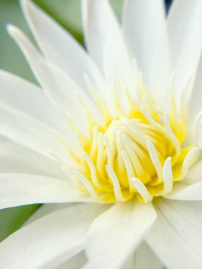 su birikintisi içinde çiçek açan lotus beyaz, atış kapatın.