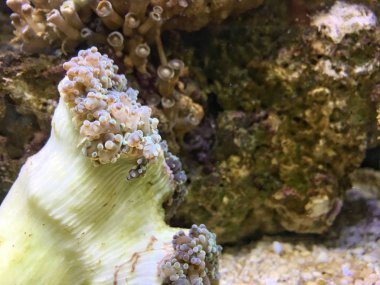 Denizdeki güzel mercan kayalıkları