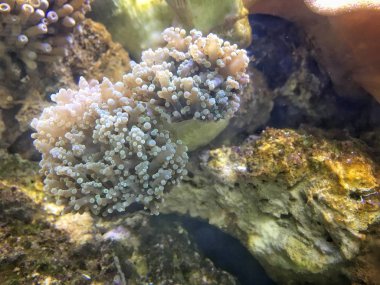 Denizdeki güzel mercan kayalıkları