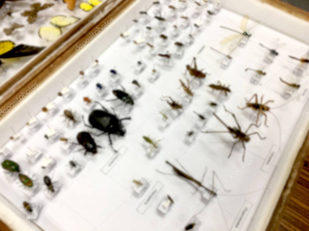 blurred image of collection insects of entomologist with pins and name display in wooden box.