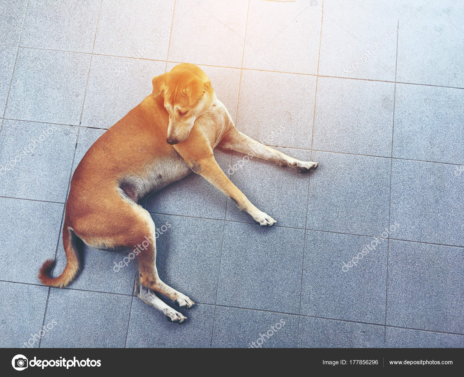 Top View Image Thai Brown Dog Dog Sleeping Cement Floor Stock Photo by