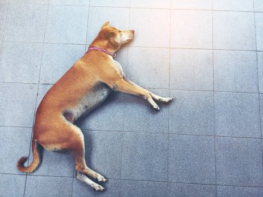 Çimento katta uyuyan Tay kahverengi köpek köpek görüntüsünü üstten görünüm.