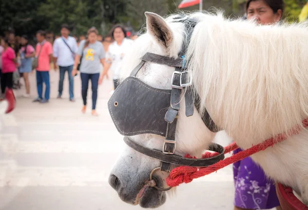 Close up of horse heads with clydesdale with driving tack details at a carriage horse waiting outside Wat Phra That Lanna style Buddhist temple, Lampang, Thailand — Stock Image Close Horse Heads Clydesdale Driving Tack Details Carriage Horse Waiting Stock Picture