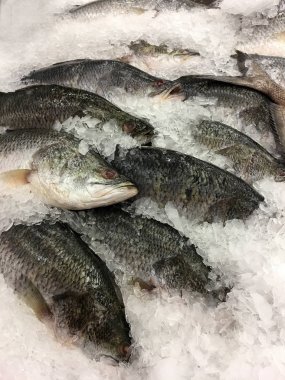 taze beyaz balığı buz yerel süpermarket veya mağaza.