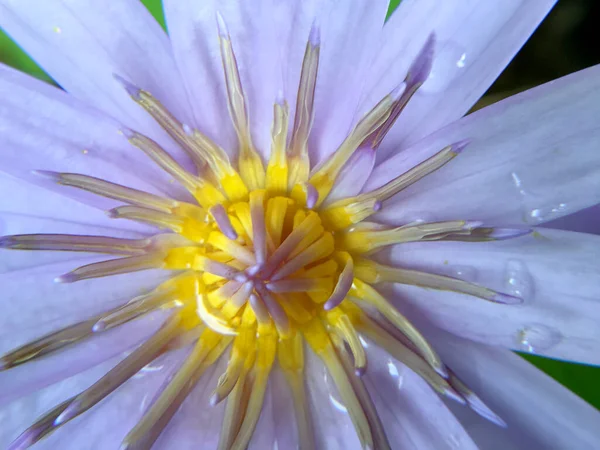 Belle Fleur Lotus Violet Violet Avec Des Gouttelettes Eau Sur — Photo