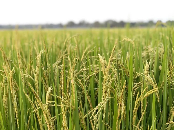 Красивое Зеленое Рисовое Поле Ухо Риса Закрыть Рисовые Поля — стоковое фото