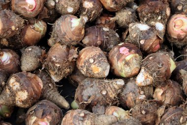 Bilimsel adı Colocasia esculenta olan taze taro sebze yığını. Yerel pazarda çiğ Taro. Sokak pazarında taze taro kökü satışı
