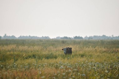 İnek kim onun yalnızlık rahatsız merak ediyor
