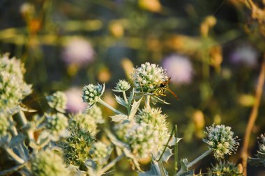 Wasp çiçekler çok seviyor
