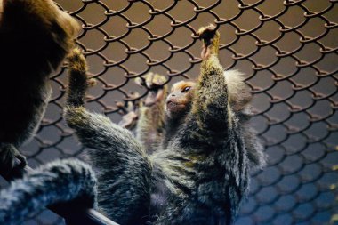 Meraklı küçük tüylü maymun