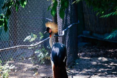  Rahat siyah taç vinç