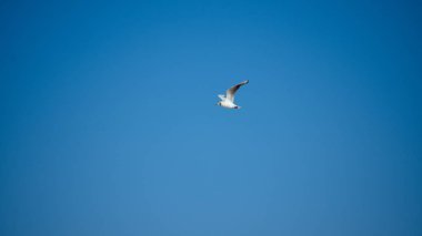 Tek başına uçan martı