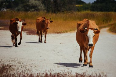 Kuru otlak huzurlu sahne
